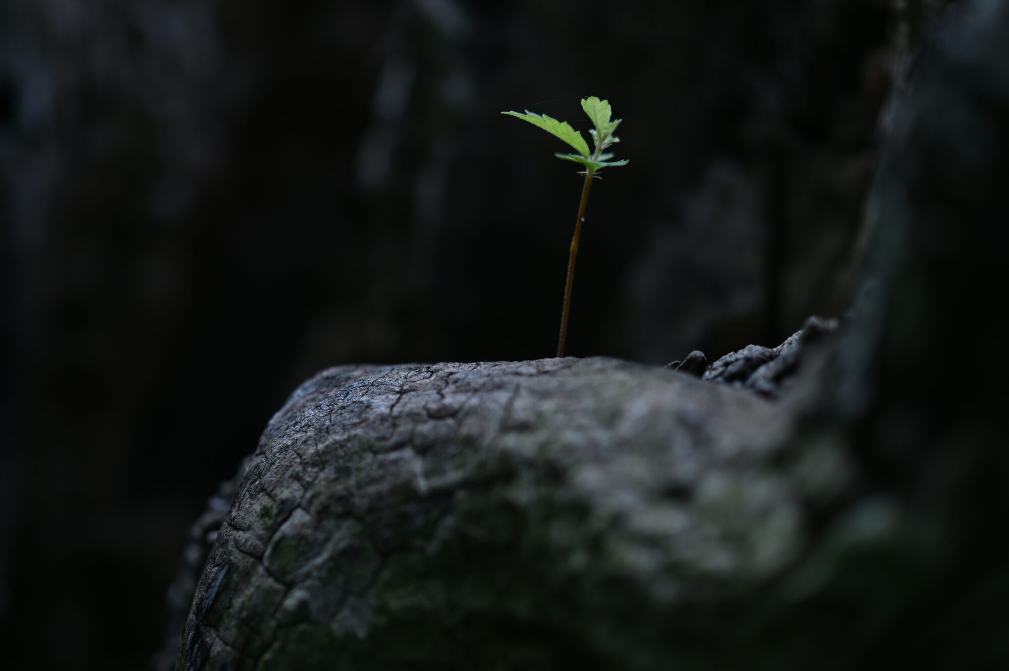 The Intersection of Faith and Infertility